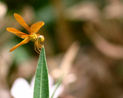 Dragonfly.jpg