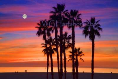 California Palms Moonlight