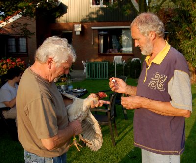 Kippen enten tegen pseudovogelpest door de dierenarts