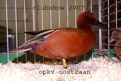 Clubshow november 2007