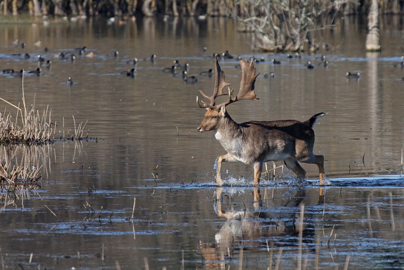 Fallow Deer and Coots