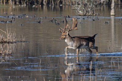 Fallow Deer and Coots