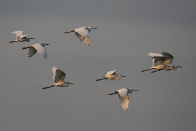 Flock of Little Egrets in early morning ligh