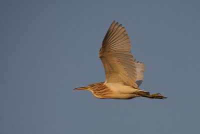 Squacco Heron ( Ardeola ralloides ) in early morning light