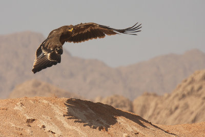 Aquila delle steppe - Steppe Eagle -Aquila nipalensis