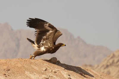 Sinai Raptors - Rapaci del Sinai - 2009