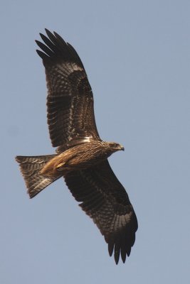 Nibbio Bruno - Black Kite - Milvus migrans