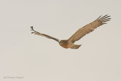 Biancone -Short-toed Eagle