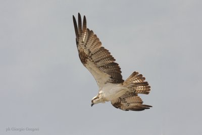 Falco pescatore - Osprey