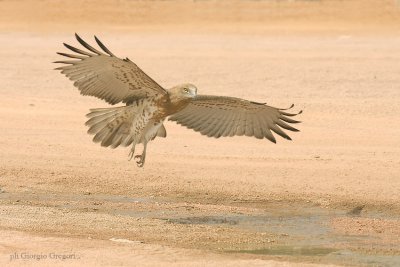 Biancone - Short-toed Eagle