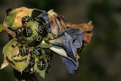 Brood