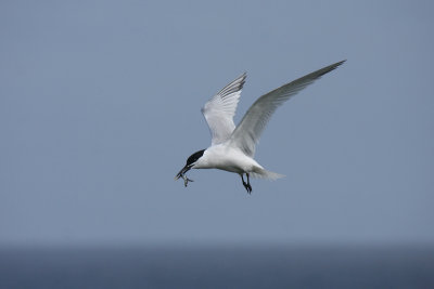 Beccapesci - Sandwich Tern - Sterna sandvicensis
