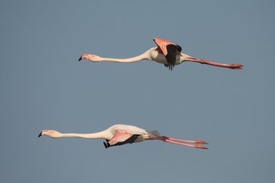 Flamingos - Fenicotteri