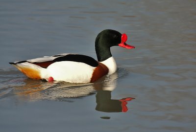 Shelduck - Volpoca