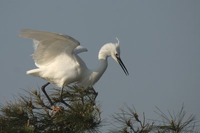 Little Egret - Garzetta