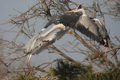 Grey Heron - Airone cenerino