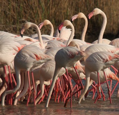 Flamingos - Fenicotteri Rosa
