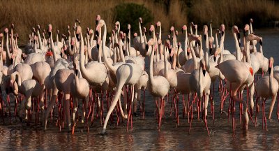 Flamingos - Fenicotteri Rosa