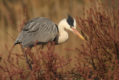 Grey Heron - Airone Cenerino