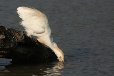 Cattle Egret - Airone Guardabuoi
