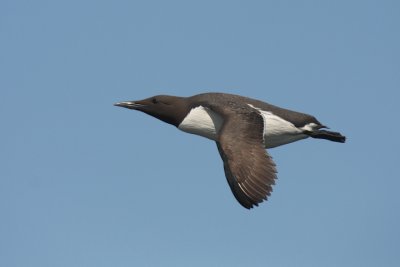 Guillemot in flight