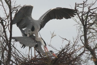 Grey Herons pairing - Aironi Cenerini in accoppiamento