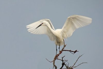 Little Egret - Garzetta
