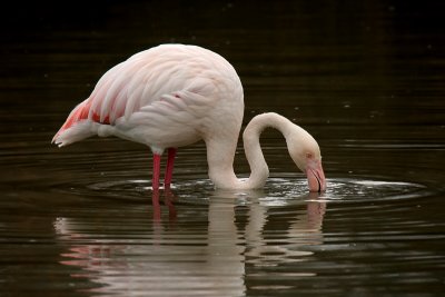 Flamingo - Fenicottero Rosa