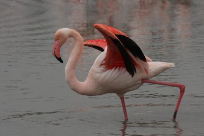 Flamingo - Fenicottero Rosa