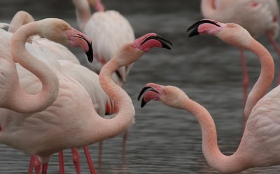 Flamingos - Fenicotteri Rosa