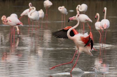 Flamingo - Fenicottero Rosa