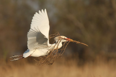 Cattle Egret - Airone Guardabuoi