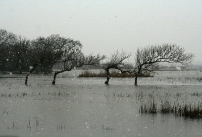 snowy marsh1