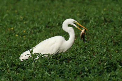 Great White Egret  (in a happy  mood )