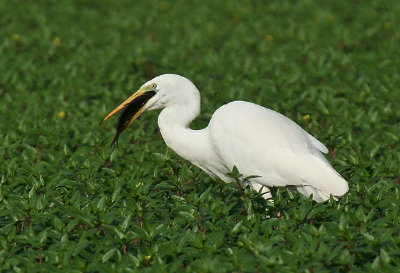 Great White Egret ( more and more happy )