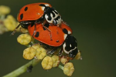 Ladybug pairing
