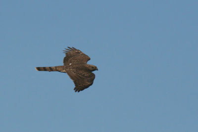 Sparrowhawk  Accipiter nisus