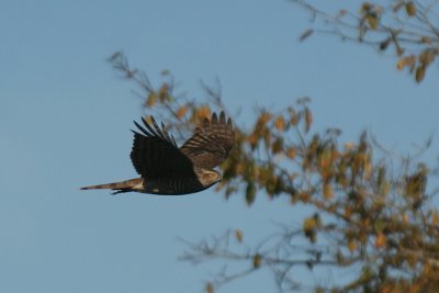 Sparrowhawk  ( Accipiter nisus ). Female