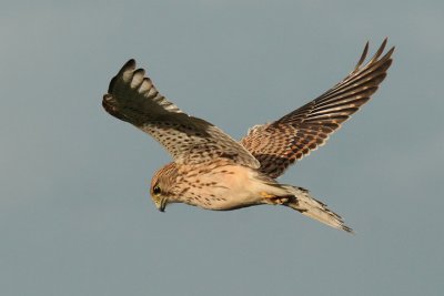 Kestrel ( Falco tinnunculus )