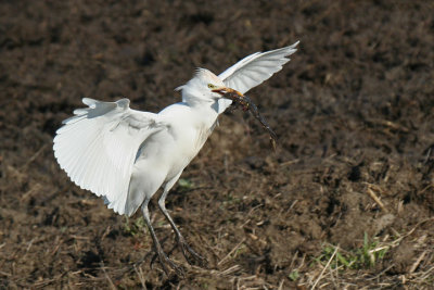 Cattle Egret with prey ( frog )