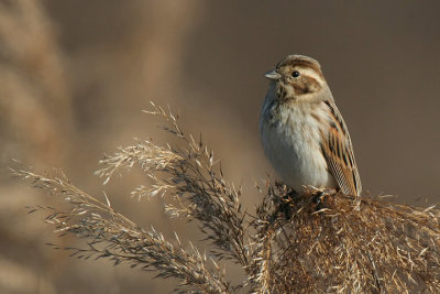Reed Bunting ( female )