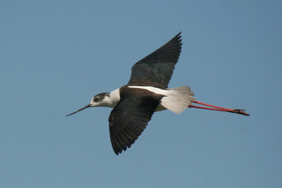 Black-winged Stilt in flight