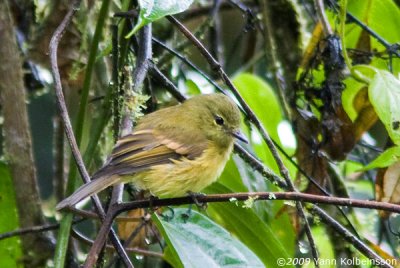 Flavescent Flycatcher (Myiophobus flavicans)