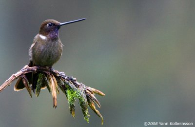 Brown Inca (Coeligena wilsoni)