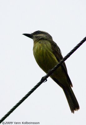 Golden-crowned Flycatcher