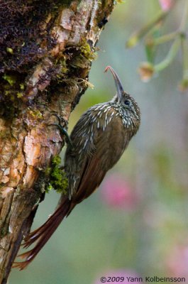 Montane Woodcreeper (Lepidocolaptes lacrymiger)