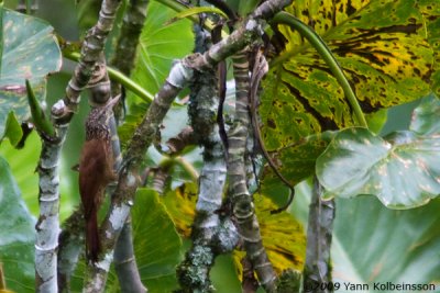 Straight-billed Woodcreeper (Dendroplex picus)
