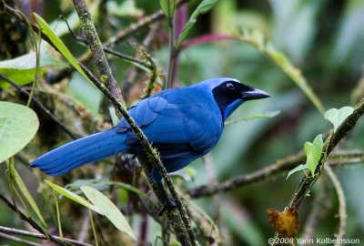 Turquoise Jay (Cyanolyca turcosa)