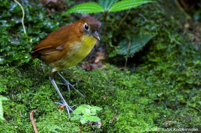 Yellow-breasted Antpitta, adult female