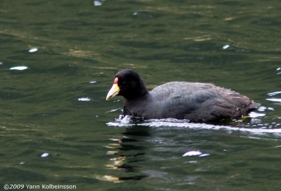 Slate-colored Coot